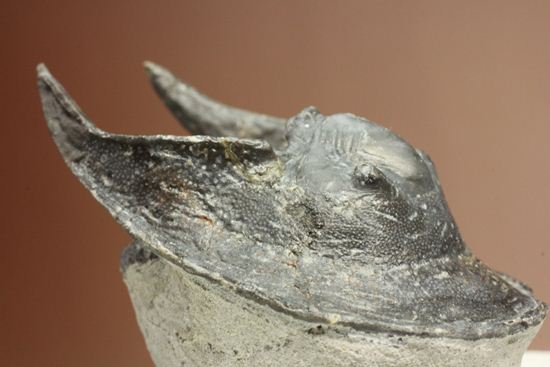仮面三葉虫!ハルペス(Harpes perradiatus)(その6)