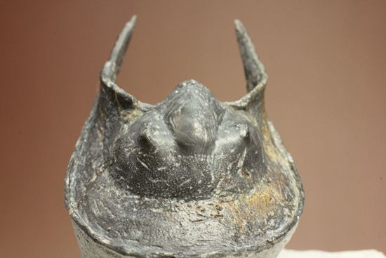 仮面三葉虫!ハルペス(Harpes perradiatus)(その7)