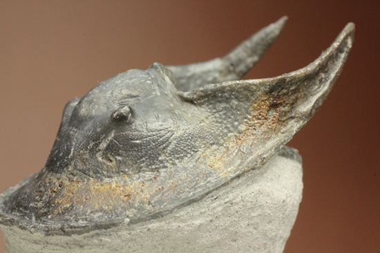 仮面三葉虫!ハルペス(Harpes perradiatus)(その8)