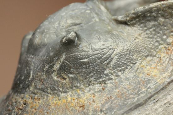 仮面三葉虫!ハルペス(Harpes perradiatus)(その9)