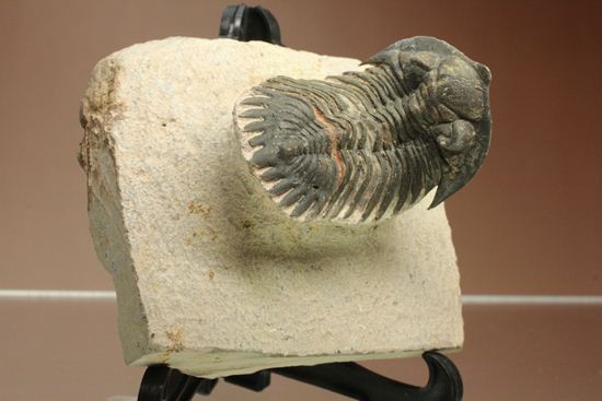 三葉虫新種メタカンティナ(Metacanthina sp.)(その10)