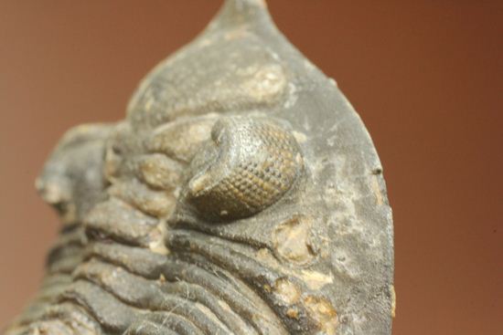 三葉虫新種メタカンティナ(Metacanthina sp.)(その11)
