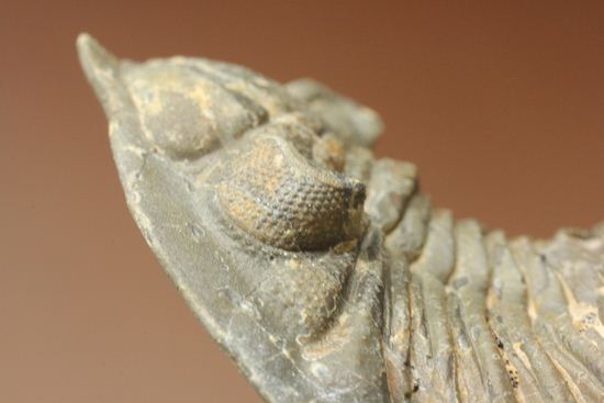 三葉虫新種メタカンティナ(Metacanthina sp.)（その12）