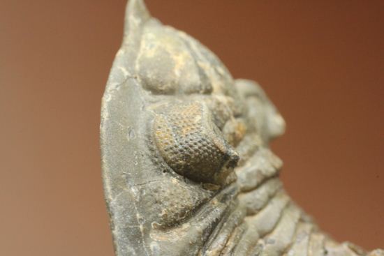 三葉虫新種メタカンティナ(Metacanthina sp.)(その13)