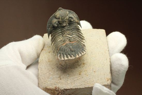 三葉虫新種メタカンティナ(Metacanthina sp.)(その15)