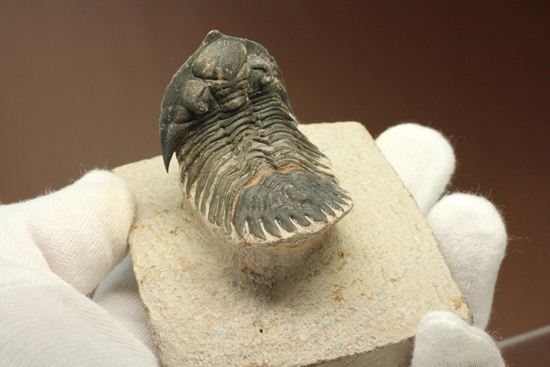 三葉虫新種メタカンティナ(Metacanthina sp.)(その16)