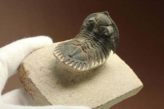 三葉虫新種メタカンティナ(Metacanthina sp.)(その2)