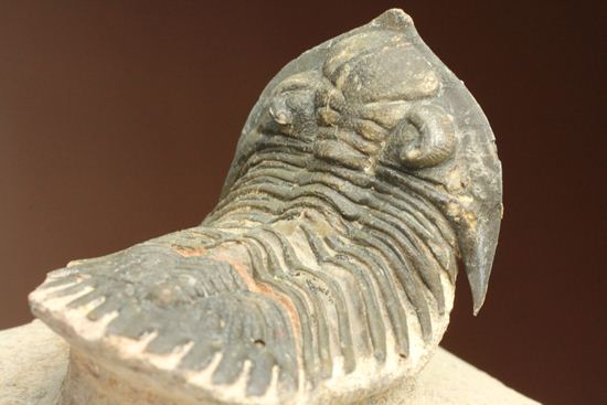 三葉虫新種メタカンティナ(Metacanthina sp.)(その20)