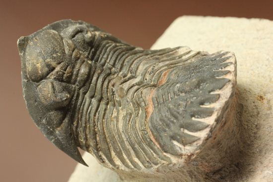三葉虫新種メタカンティナ(Metacanthina sp.)(その3)