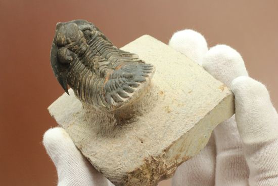 三葉虫新種メタカンティナ(Metacanthina sp.)(その8)