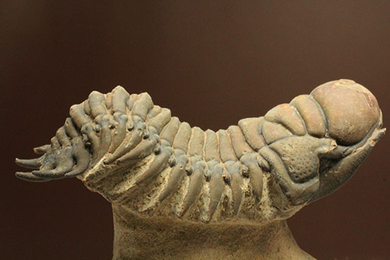 古代のイモムシ三葉虫、クロタロセファルス・ギブス（Crotalocephalus gibbus）（その10）