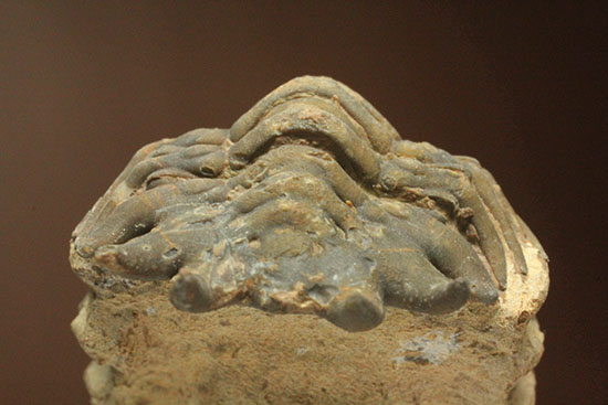 古代のイモムシ三葉虫、クロタロセファルス・ギブス（Crotalocephalus gibbus）（その11）