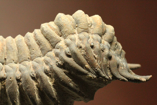 古代のイモムシ三葉虫、クロタロセファルス・ギブス（Crotalocephalus gibbus）（その13）