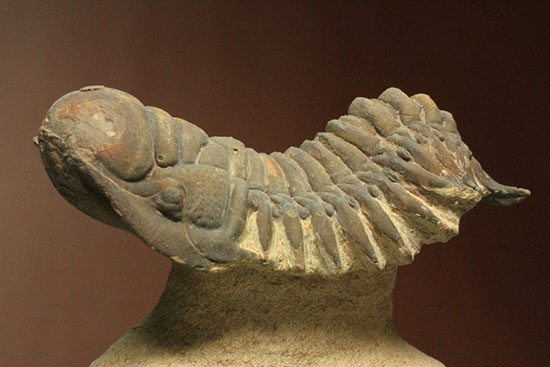 古代のイモムシ三葉虫、クロタロセファルス・ギブス（Crotalocephalus gibbus）（その2）