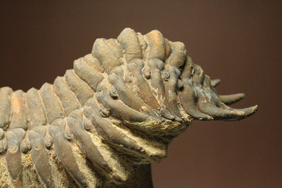 古代のイモムシ三葉虫、クロタロセファルス・ギブス(Crotalocephalus gibbus)(その5)