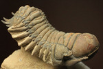 古代のイモムシ三葉虫、クロタロセファルス・ギブス（Crotalocephalus gibbus）