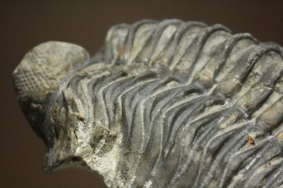複眼が鮮明！大きなコルトラネイア三葉虫 (Coltraneia oufatenesis) 三