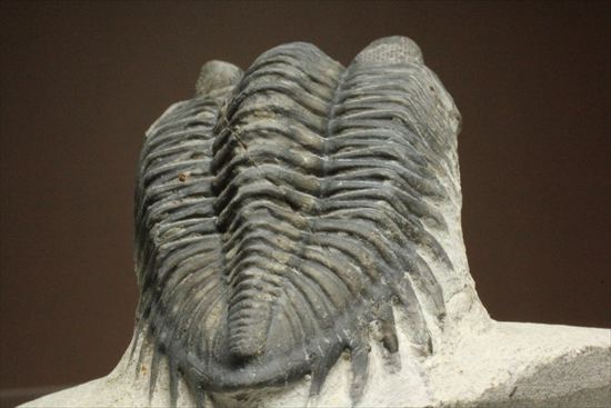 複眼が鮮明!大きなコルトラネイア三葉虫 (Coltraneia oufatenesis)(その7)
