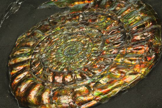 最高級の輝きカロセラス・ジョンストニ(Caloceras Johnstoni)マルチプレート(その11)