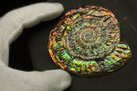 最高級の輝きカロセラス・ジョンストニ(Caloceras Johnstoni)マルチプレート(その17)