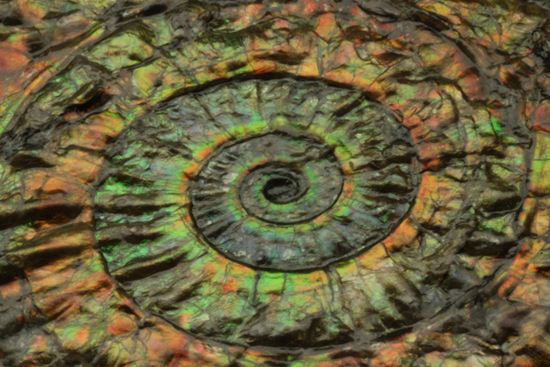 最高級の輝きカロセラス・ジョンストニ(Caloceras Johnstoni)マルチプレート(その19)