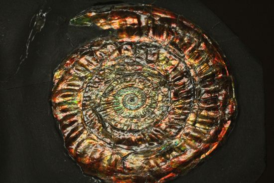 最高級の輝きカロセラス・ジョンストニ(Caloceras Johnstoni)マルチプレート(その2)
