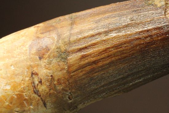 ものごっついヤツ！！スピノサウルス11ｃｍオーバー巨大歯(Spinosaurus Aegypticus)（その4）