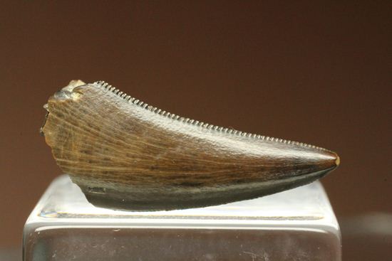 小型恐竜ファン必見!これぞ超美歯!ドロマエオサウルスの歯化石(Dromaeosaurus)(その1)