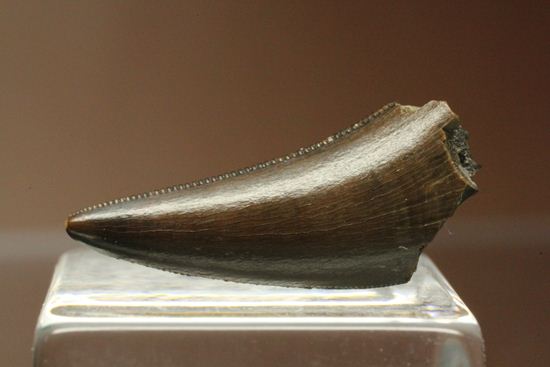 小型恐竜ファン必見!これぞ超美歯!ドロマエオサウルスの歯化石(Dromaeosaurus)(その2)