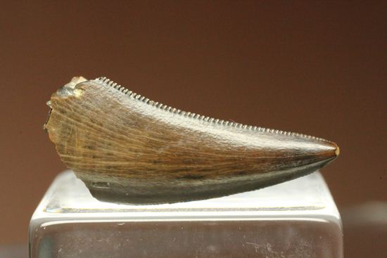 小型恐竜ファン必見!これぞ超美歯!ドロマエオサウルスの歯化石(Dromaeosaurus)(その7)