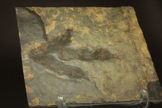 上質！小型獣脚類アンキサウリプスの足跡ネガ化石(Anchisauripus) （その1）