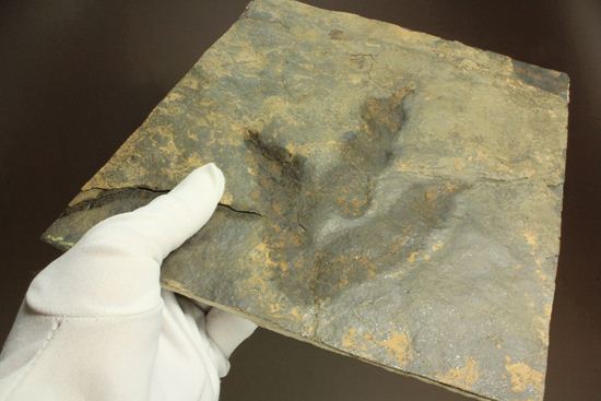 上質！小型獣脚類アンキサウリプスの足跡ネガ化石(Anchisauripus) （その10）