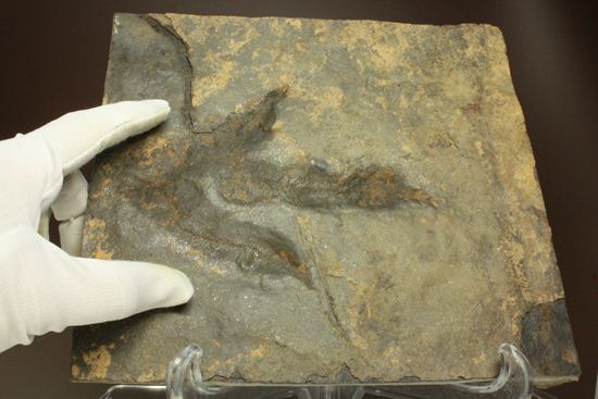 上質！小型獣脚類アンキサウリプスの足跡ネガ化石(Anchisauripus) （その11）