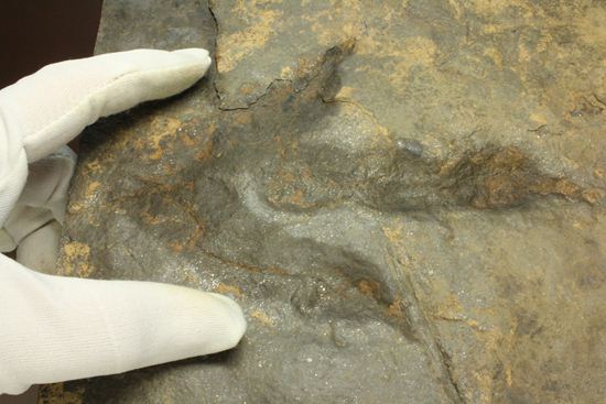 上質！小型獣脚類アンキサウリプスの足跡ネガ化石(Anchisauripus) （その12）