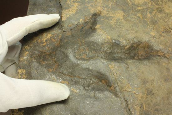 上質!小型獣脚類アンキサウリプスの足跡ネガ化石(Anchisauripus) (その12)