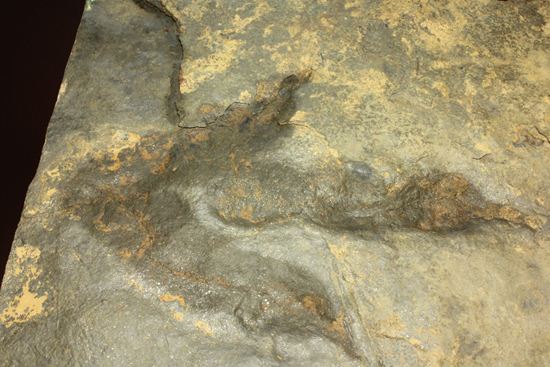 上質！小型獣脚類アンキサウリプスの足跡ネガ化石(Anchisauripus) （その13）