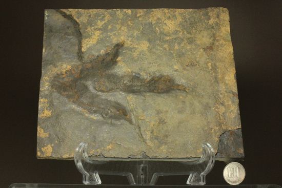 上質！小型獣脚類アンキサウリプスの足跡ネガ化石(Anchisauripus) （その14）