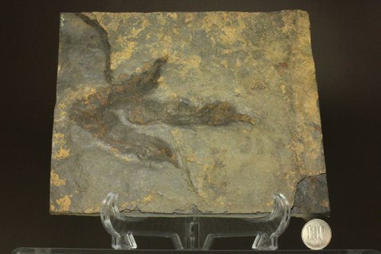 上質!小型獣脚類アンキサウリプスの足跡ネガ化石(Anchisauripus) (その14)