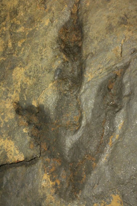 上質！小型獣脚類アンキサウリプスの足跡ネガ化石(Anchisauripus) （その15）