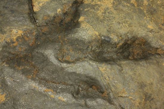 上質！小型獣脚類アンキサウリプスの足跡ネガ化石(Anchisauripus) （その3）