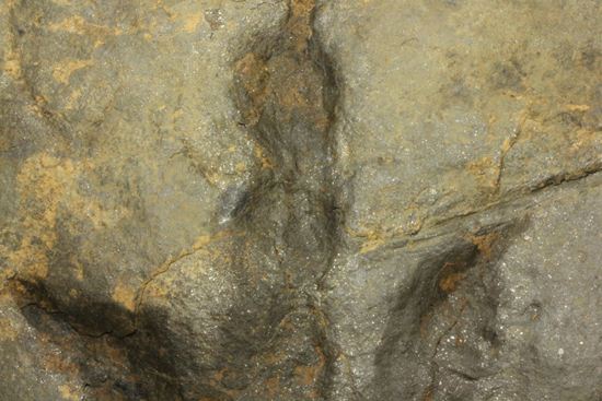 上質！小型獣脚類アンキサウリプスの足跡ネガ化石(Anchisauripus) （その4）