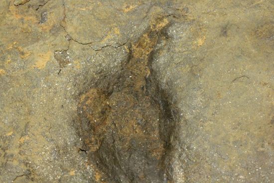上質!小型獣脚類アンキサウリプスの足跡ネガ化石(Anchisauripus) (その5)