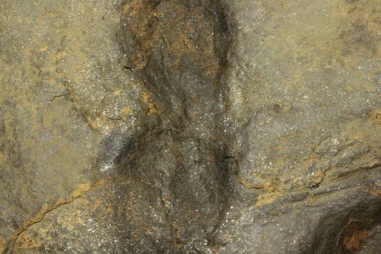 上質！小型獣脚類アンキサウリプスの足跡ネガ化石(Anchisauripus) （その6）