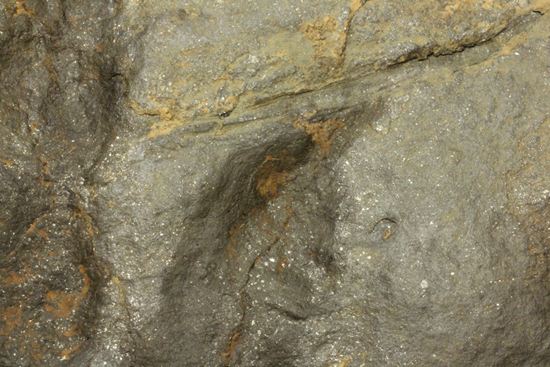 上質!小型獣脚類アンキサウリプスの足跡ネガ化石(Anchisauripus) (その7)