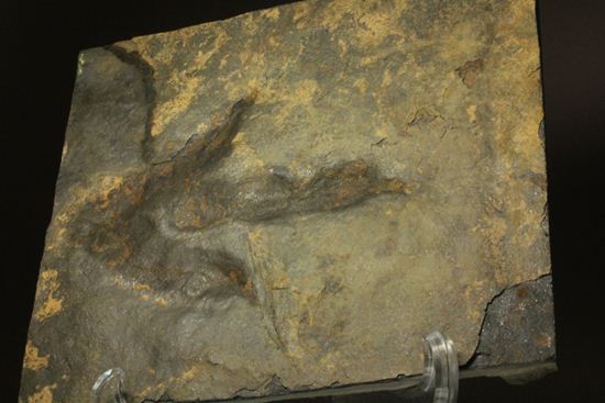 上質！小型獣脚類アンキサウリプスの足跡ネガ化石(Anchisauripus) （その8）