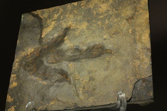 上質!小型獣脚類アンキサウリプスの足跡ネガ化石(Anchisauripus) (その8)