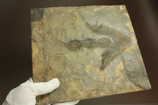 上質!小型獣脚類アンキサウリプスの足跡ネガ化石(Anchisauripus) (その9)