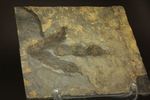 上質！小型獣脚類アンキサウリプスの足跡ネガ化石(Anchisauripus) 