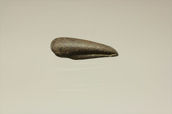  ダチョウもどきこと、ストルティオミムスの赤ちゃんの後肢の爪化石（その3）