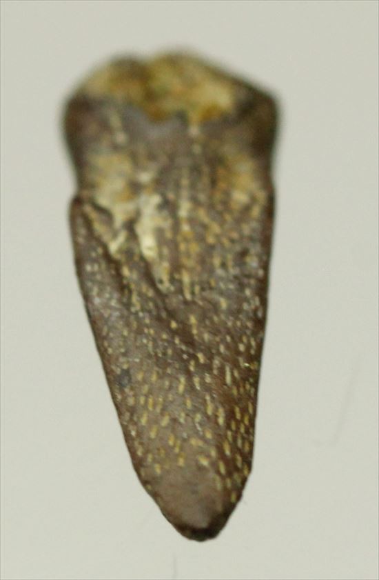  ダチョウもどきこと、ストルティオミムスの赤ちゃんの後肢の爪化石（その4）